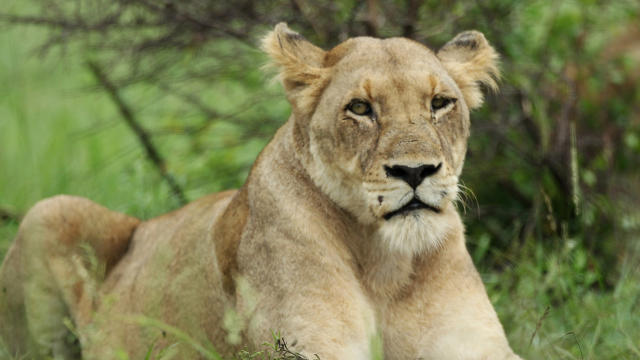 lioness-south-africa-getty-107405015.jpg 