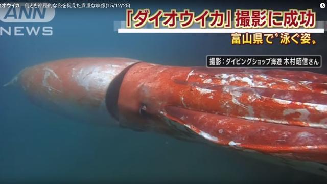giant-squid-youtube.jpg 