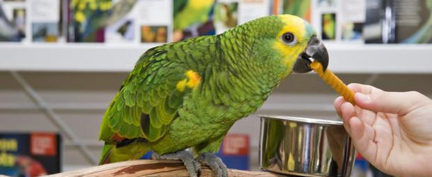 parrot pet store bird 610 