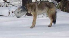 coyote22.jpg 