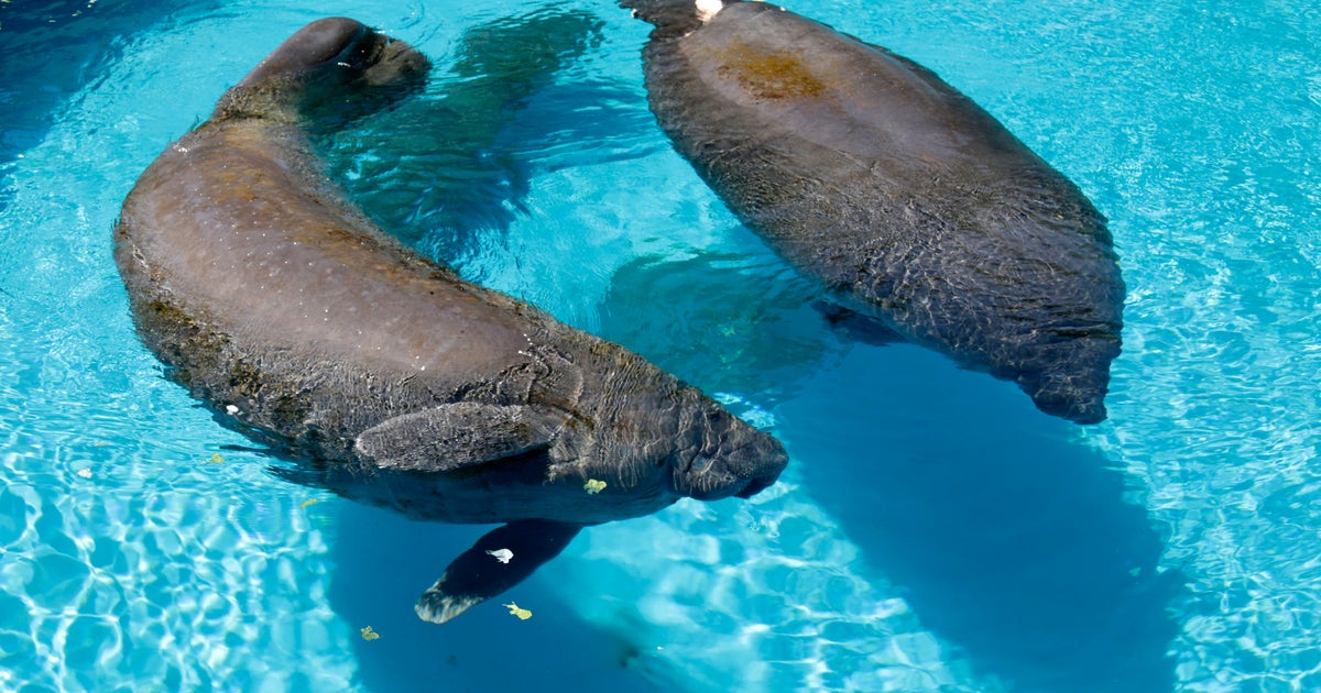 U.S. wildlife officials decide on manatee status - CBS News