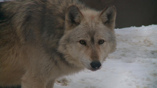 wolf-at-wildlife-nature-center-in-forest-lake.jpg 