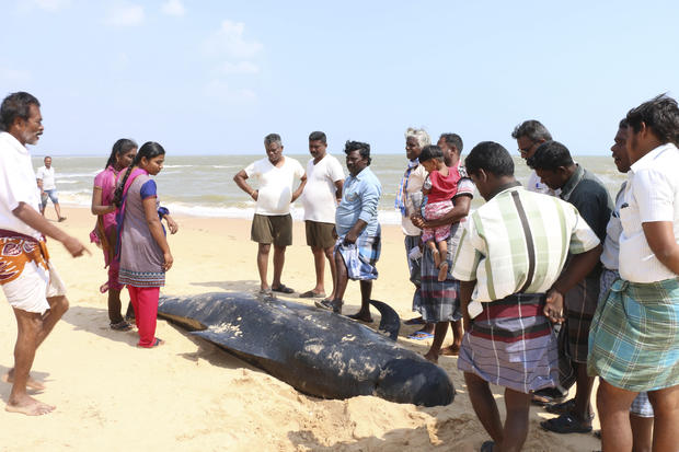People look at one among the dozens of whales that have washed ashore on the Bay of Bengal coast's Manapad beach in Tuticorin district, Tamil Nadu state, India 