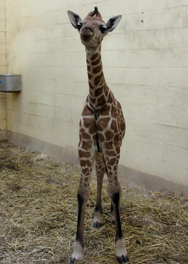Giraffe calf 12-15 