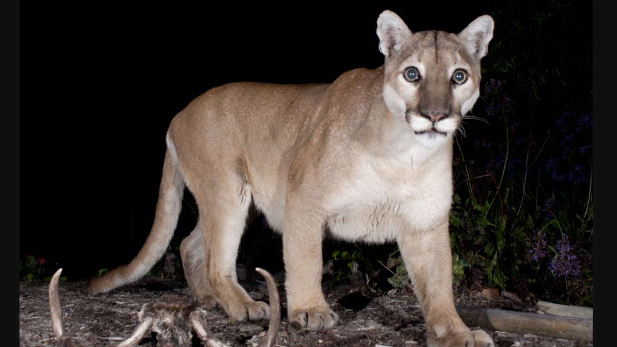 Big cats in a big city