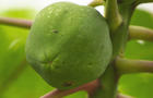gmo-papaya-tree-promo.jpg 