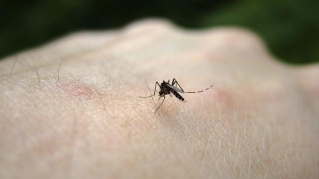 aedes-aegypti-mosquito.jpg 