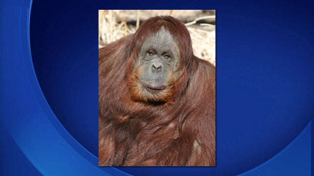 orangutan.jpg 