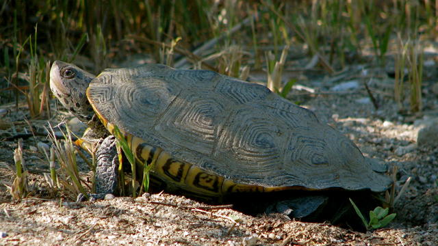 turtle-1.jpg 