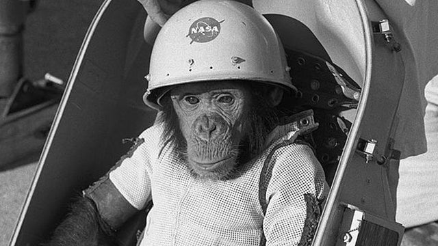 ham-the-chimp-biopack-couch-nasa.jpg 