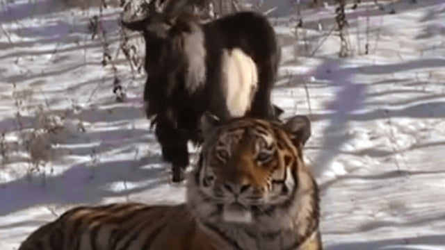 ​Amur the tiger and Timur the goat  