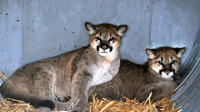 cougar-brothers.jpg 