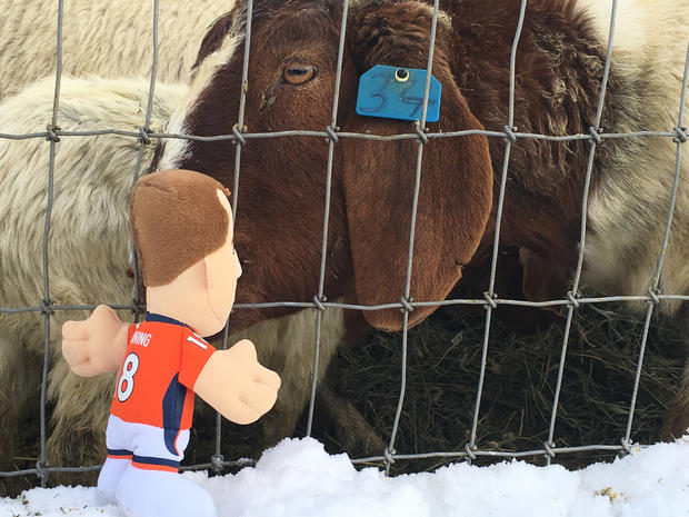 manning and goats 