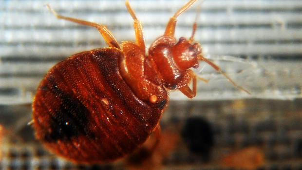 Yikes! Bedbugs!! 15 best bug-busting tips for travelers 