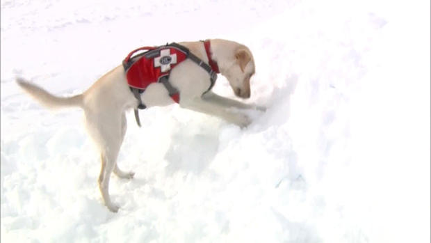 Avalanche Rescue Dog1 