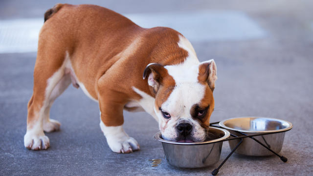 dog-drinking-eating.jpg 