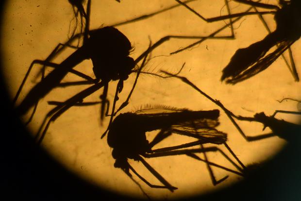 Aedes aegypti mosquitos zika virus 