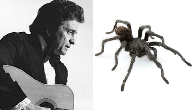 johnny-cash-split-screen-tarantula.jpg 