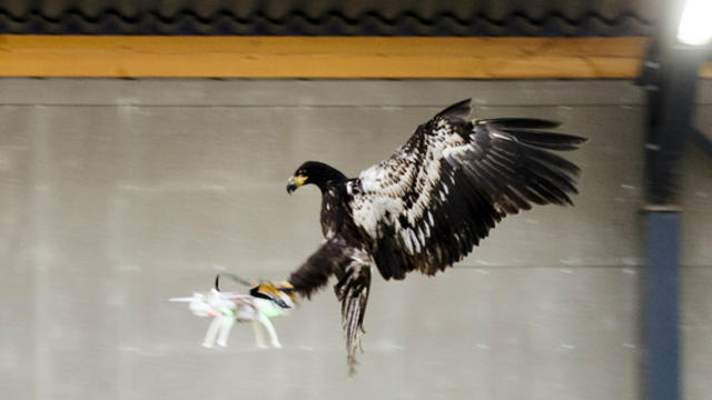 raptors-disable-drones.jpg 