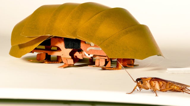 cockroach robot.jpg 