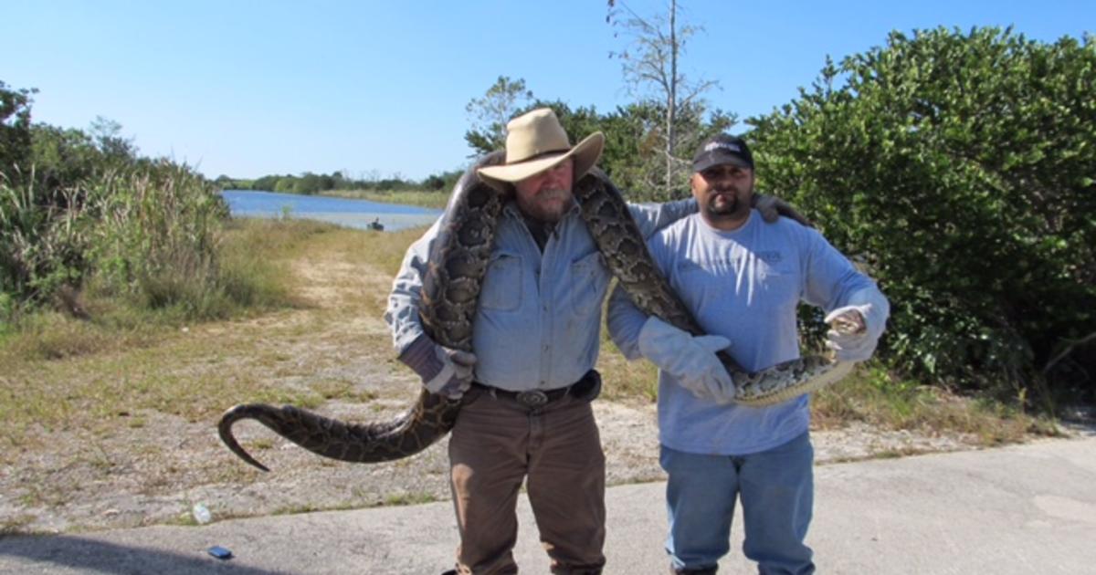 Python Challenge in Florida Everglades: Hunting for deadly pythons with ...