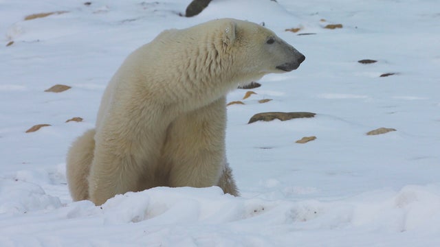 churchill-manitoba-polar-bear-capital-dustin-stephens-img1880.jpg 
