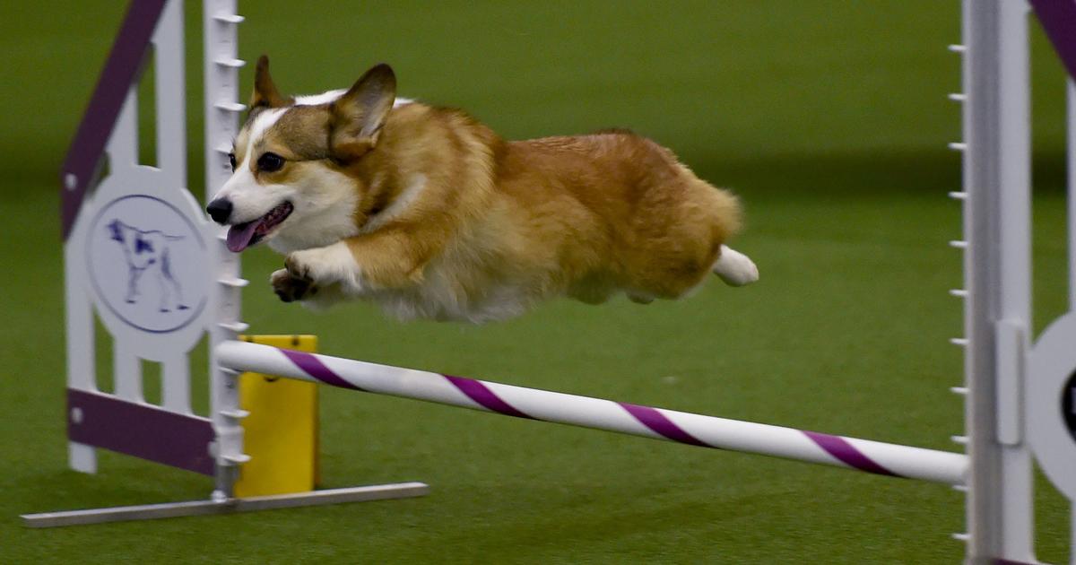 Which dog won Westminster's agility title? CBS News