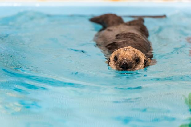 Sea Otter Pup 719 