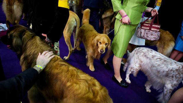 Backstage at the Westminster Dog Show 