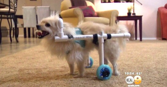 Dog keeps moving forward with help of wheelchair CBS News