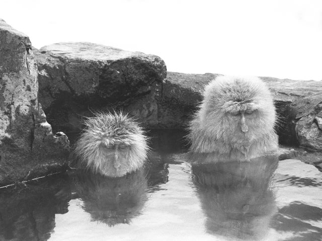 mark-hemmings-snow-monkeys-japan-c2083.jpg 