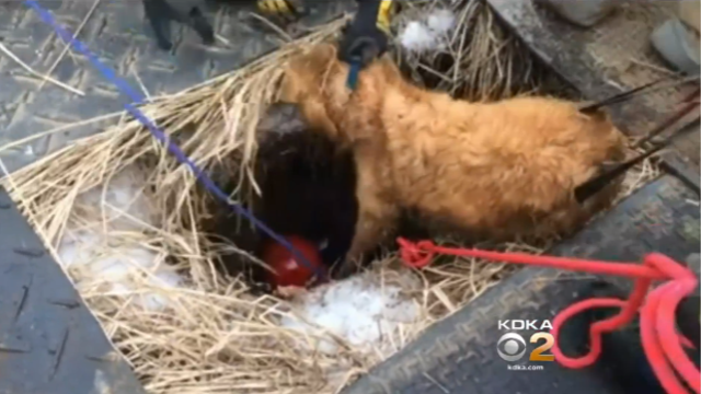 firefighters-rescue-dog-from-15-feet-deep-sinkhole-cbs-pittsburgh.png 