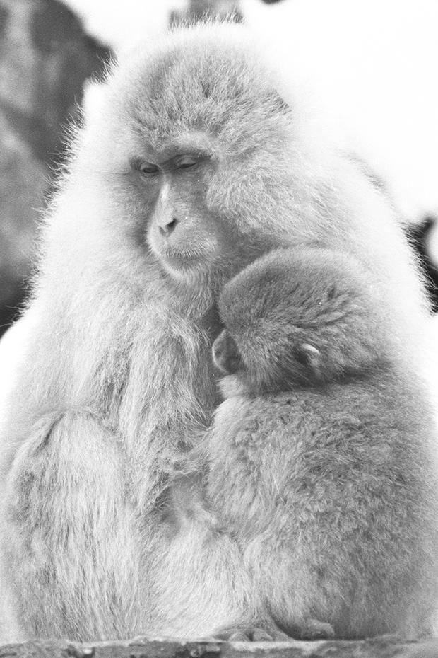 mark-hemmings-snow-monkeys-japan-s54.jpg 