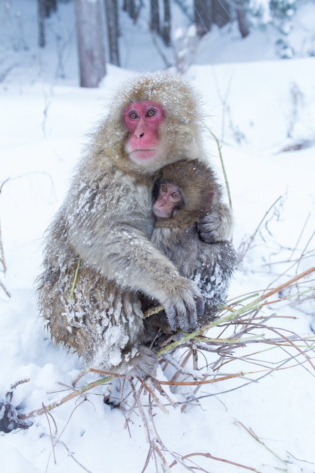 mark-hemmings-snow-monkeys-japan-91a1513.jpg 