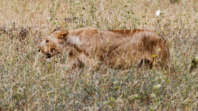 lioness-nairobi-national-park-ap385154640476.jpg 