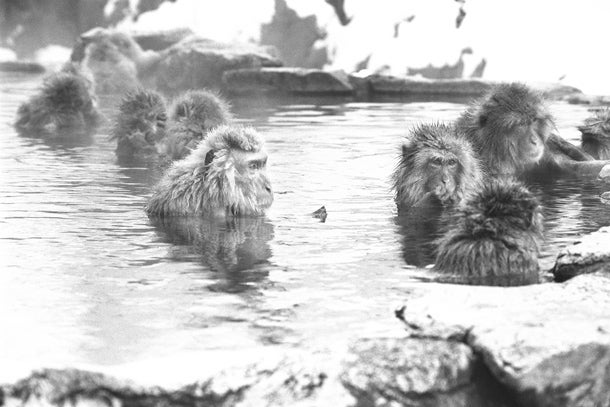 mark-hemmings-snow-monkeys-springs-c2079.jpg 