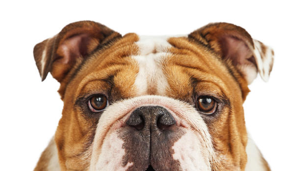 Top dog breeds in the U.S. 