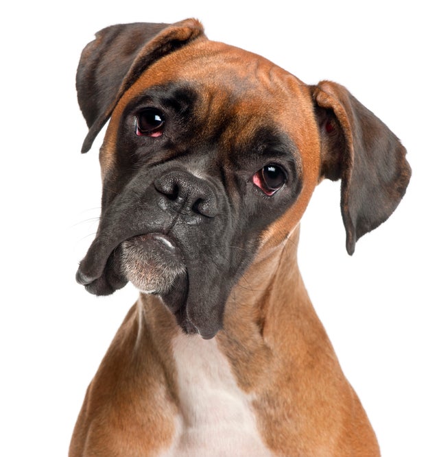 boxer2istock.jpg 