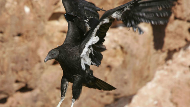 california-condor-photo-by-david-mcnew-getty-images.jpg 