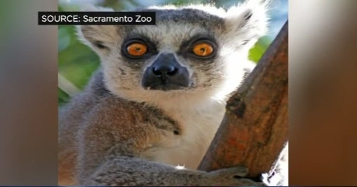 Rare lemur found in Calif. backyard likely part of illegal animal trade