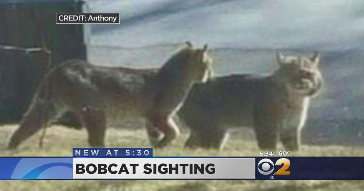 Police Warn Residents About Bobcat Sightings in Parts of HV