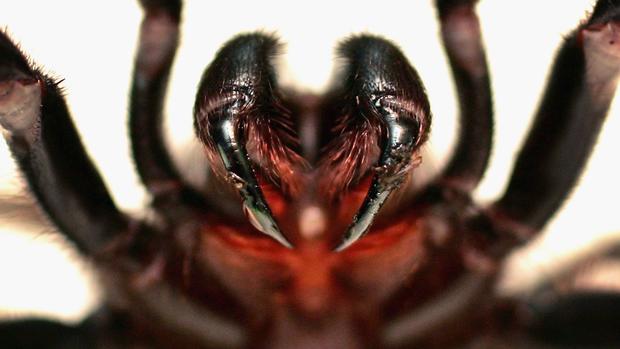 The world's most dangerous spiders (WARNING GRAPHIC IMAGES) 