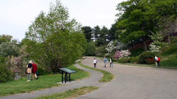Arnold Arboretum 