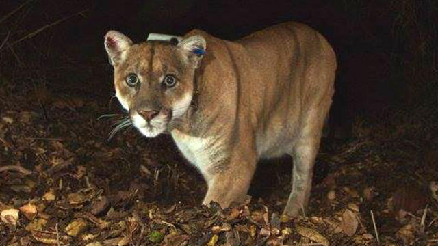 The mountain lion known as P-22 in Los Angeles' Griffith Park is seen in this November 2014 picture provided by the National Park Service. 