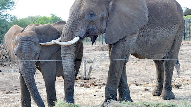 swaziland-elephants-1.jpg 