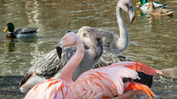 Lincoln Park Zoo Flamingos 1 