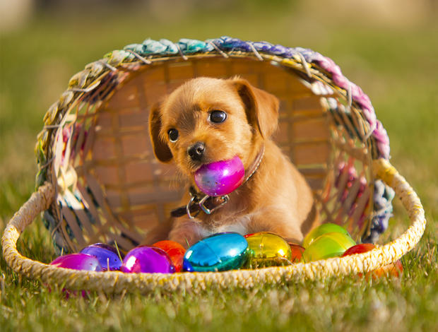 Dog chewing on Easter egg 