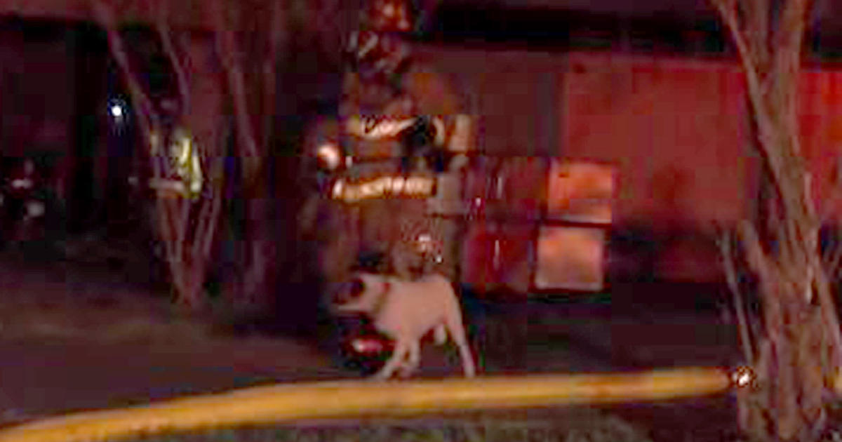 Nearly 70 dogs perish in fire at Humane Society of Southeast Texas