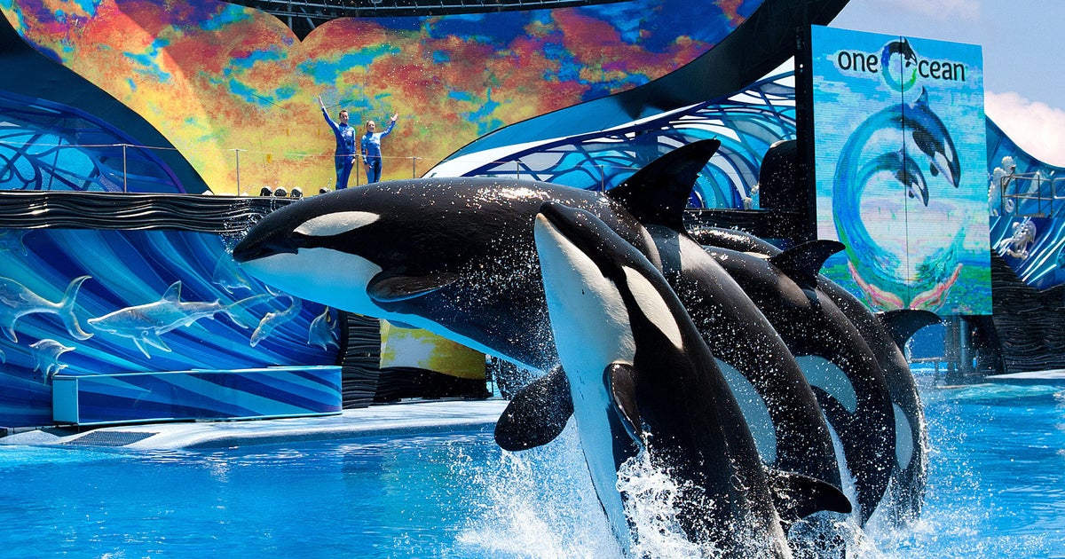 Six Flags may want to buy SeaWorld - CBS News