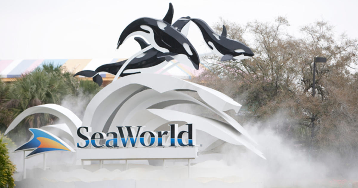 Seaworld Says It Will End Orca Breeding Program Cbs Boston